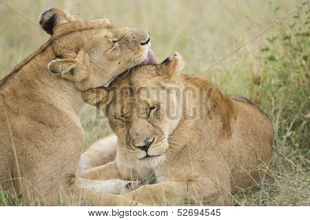 Two Female Lions Grooming (panthera Leo) In Tanzania
