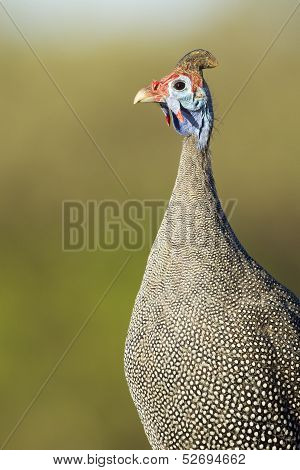 Helmeted Guineafowl (numida Meleagris) Botswana