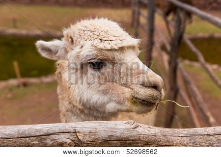 Peruvian  Vicuna. Farm Of Llama,alpaca,vicuna In Peru,south America. Andean Animal.llama Is South Am