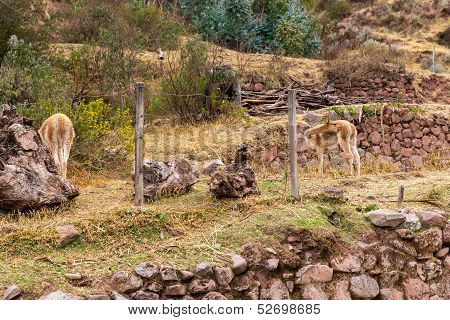 Farm Of Llama,alpaca,vicuna In Peru,south America. Andean Animal.llama Is South American Camelid
