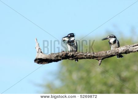 Dev Kingfisher; Megaceryle Maxima