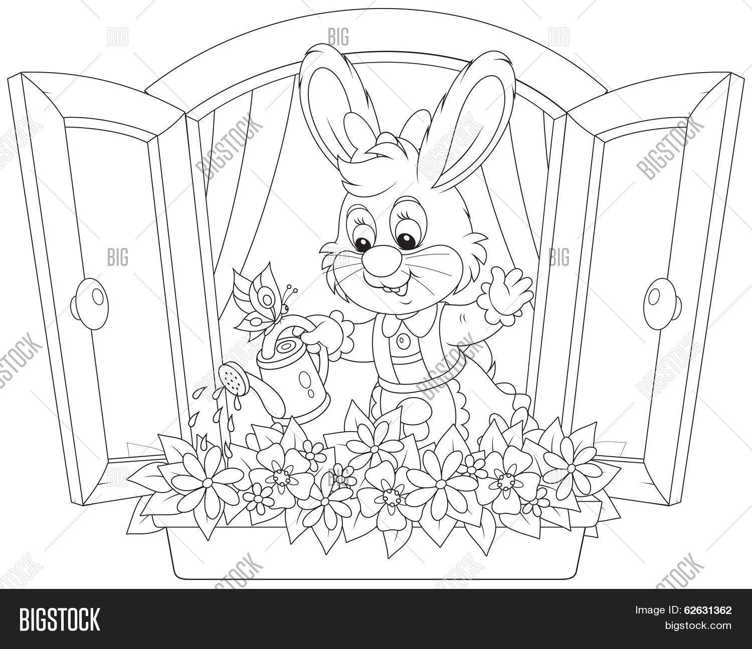 Image Preview