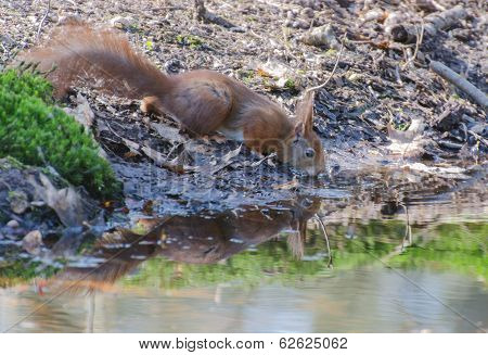 Red squirrel