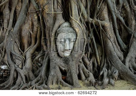 Buddha's Head Is Embeded In Tree Roots, A Beautiful Ancient Site In Ayutthaya As A World Heritage Si