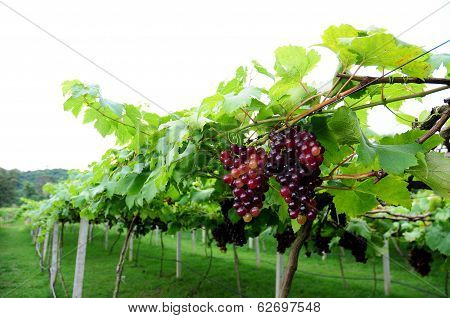Grape In Wine Yard, Vine Yard With Fresh Grape Fuit