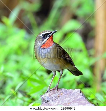 Male Of Siberian Rubythroat Bird (luscinia Sibilans) Showing Its Red Throart
