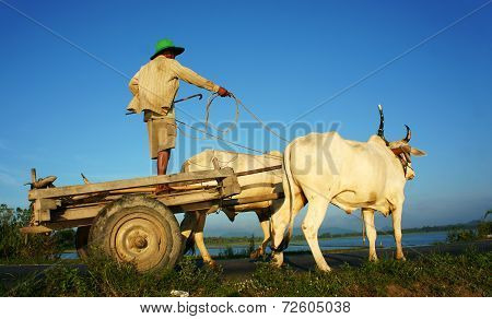 Amazing Vietnamese Rural, Asian, Cow Wagon