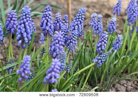 Muscari