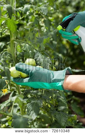Garden Worker Spraying Tomatoes