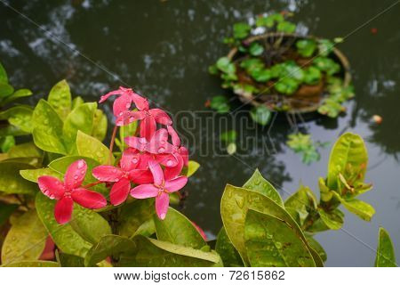 Broom Red Ixora Flowers
