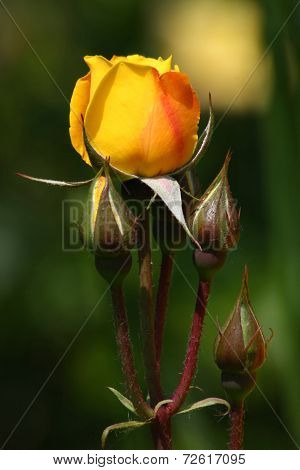 Yellow Rose