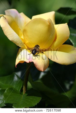 Bee On The Rose