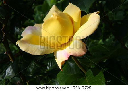 Yellow Rose