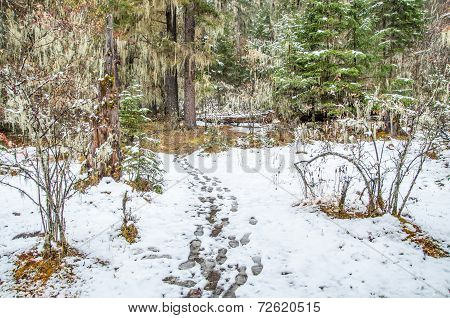 Nature Scene