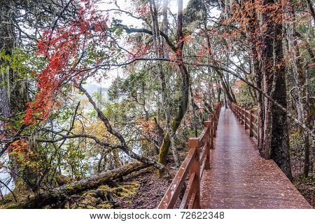Wooden Walkway In Winter