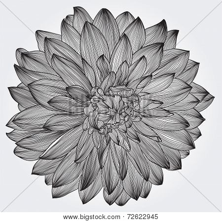 ink drawing of black dahlia flower, element for your design