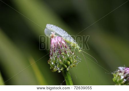 Lacewing flies