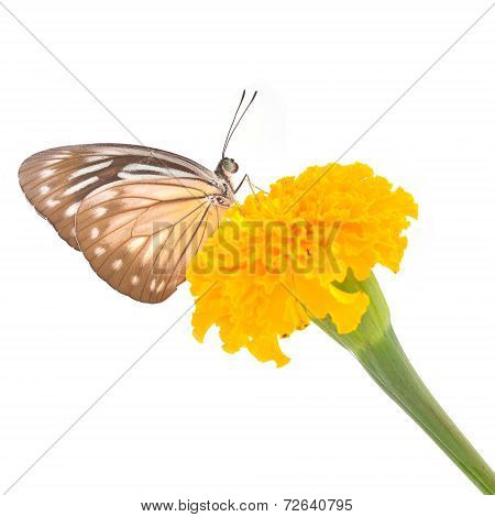 Malayan Wanderer Butterfly