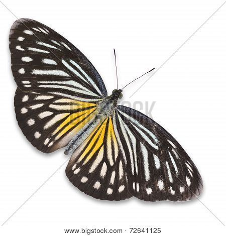 Malayan Wanderer Butterfly