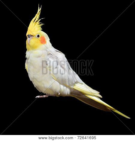 Cockatiel