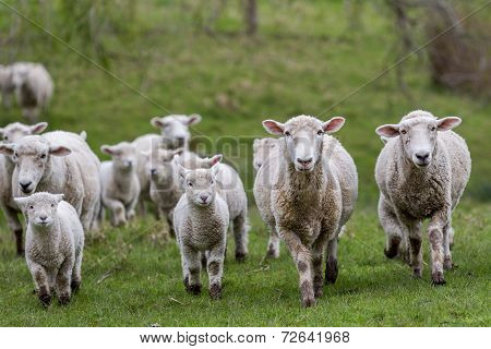 Sheep And Lambs