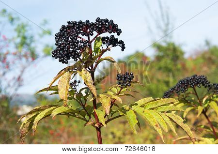 Sambucus ebulus