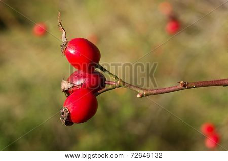 Rosa canina