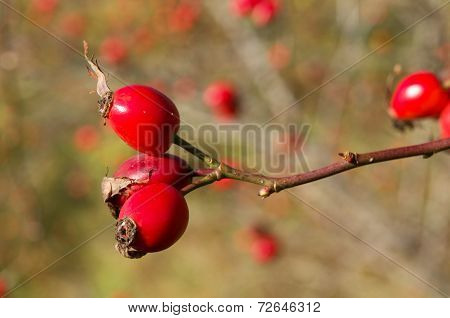 Rosa canina