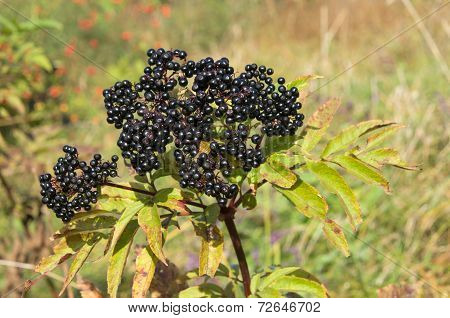 Sambucus ebulus