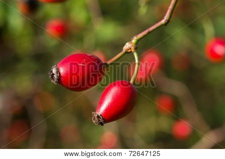 Rosa canina