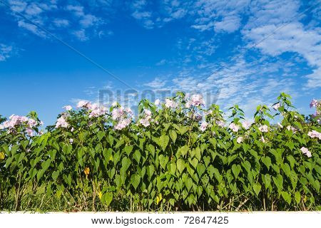 Ipomoea carnea or morning glory flower on tree