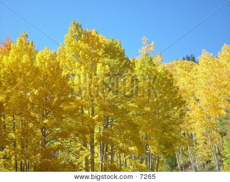 แอสเพนทอง