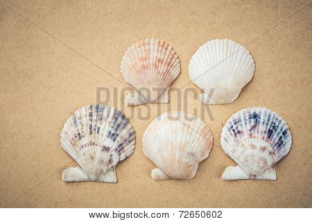 Five Scallop Shells
