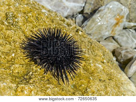Sea Urchin