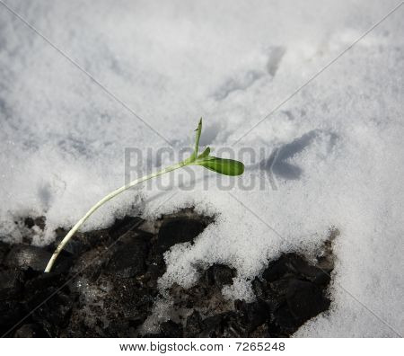 die ersten Frühling Triebe