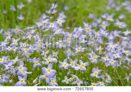 Bluet Flowers In A Group
