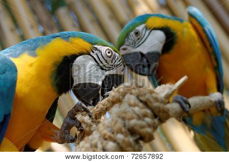 Blue And Yellow Macaw