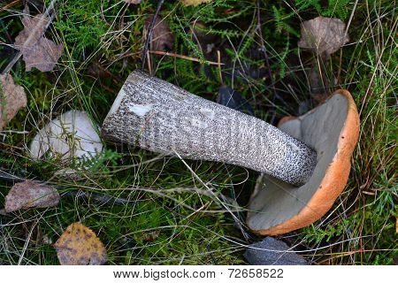 mushroom