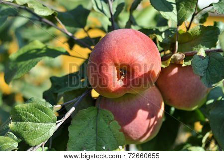 Apples Ripen On The Trees.
