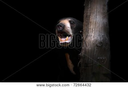 Malayan Sunbear