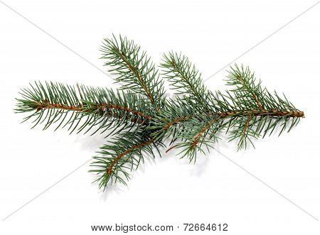 Fur-tree Branch.