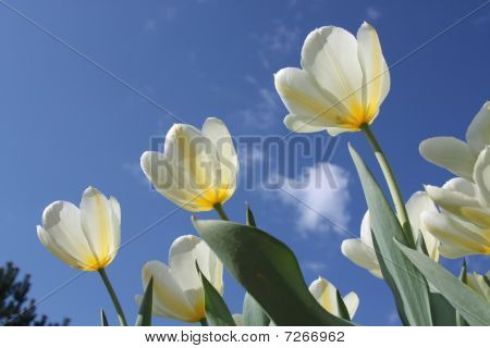 Flores da Primavera - tulipas brancas