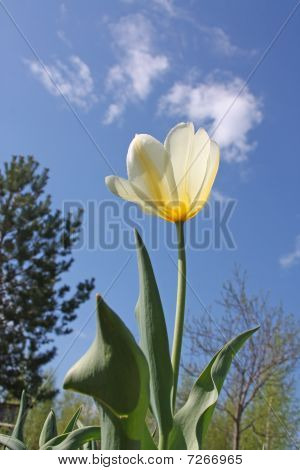 Primavera flor - tulipa branca e amarela