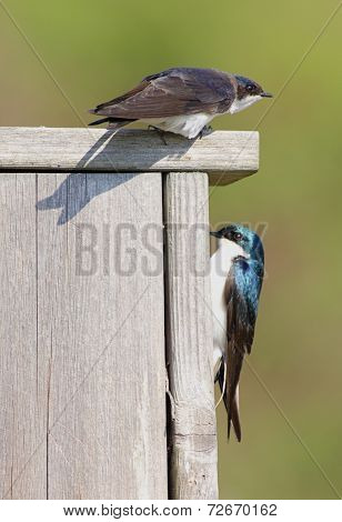Pair Of Tree Swallows On A Bird House