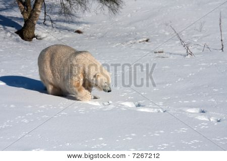 Mercedes der Eisbär