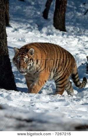 Amur-tiger