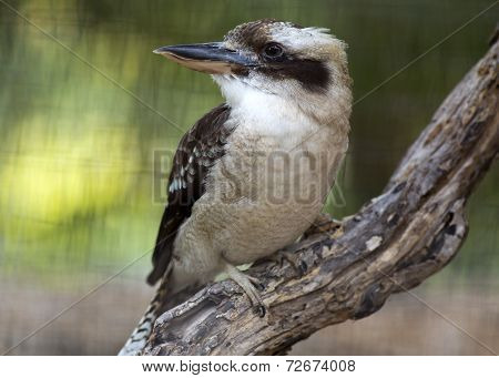 laughing kookaburra
