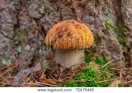 Boletus Under The Tree