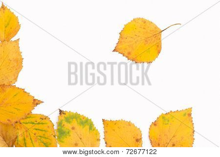 Birch Leaves Frame