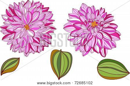 Isolated Objects Of Decorative Dahlia And Leaves